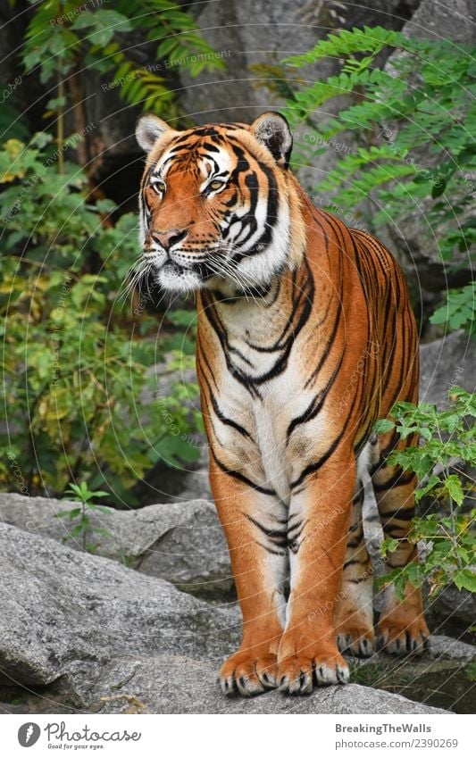Nahaufnahme des Vorderbilds des indochinesischen Tigers in voller Länge Natur Tier Baum Wald Urwald Felsen Wildtier Katze Tiergesicht Zoo 1 Stein beobachten