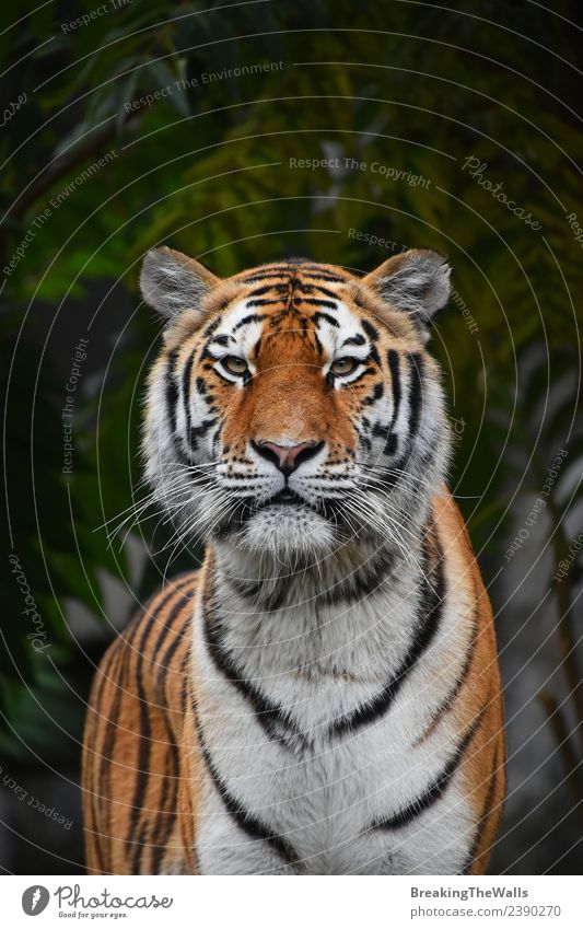 Nahaufnahme des sibirischen Tigers mit Blick auf die Kamera Natur Tier Baum Wald Wildtier Katze Tiergesicht Zoo 1 wild grün amur jung Panthera Tigris altaica