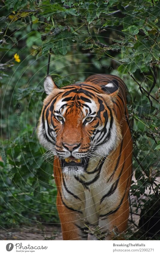 Nahaufnahme des Vorderbilds eines männlichen indochinesischen Tigers Natur Tier Baum Wald Urwald Wildtier Katze Tiergesicht Zoo 1 beobachten stehen wild grün