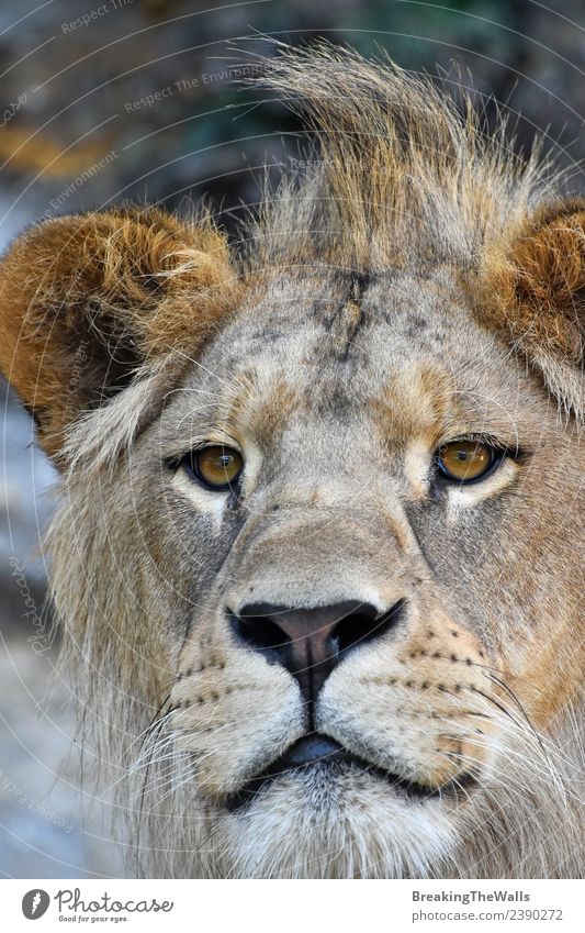 Extremes Nahaufnahme-Porträt eines jungen süßen männlichen afrikanischen Löwen. Natur Tier Wildtier Katze Tiergesicht Zoo 1 Tierjunges niedlich wild extrem