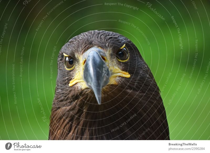 Nahaufnahme des Vorderbilds des Steinadlers mit Blick auf die Kamera Natur Tier Sommer Gras Wildtier Vogel Tiergesicht Zoo 1 beobachten dunkel wild braun gold