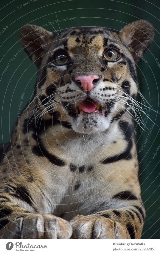 Nahaufnahme Frontporträt eines jungen, getrübten Leoparden Tier Wildtier Tiergesicht Zoo Raubkatze Katze Auge 1 Tierjunges wild Vorderseite Zunge Schnauze