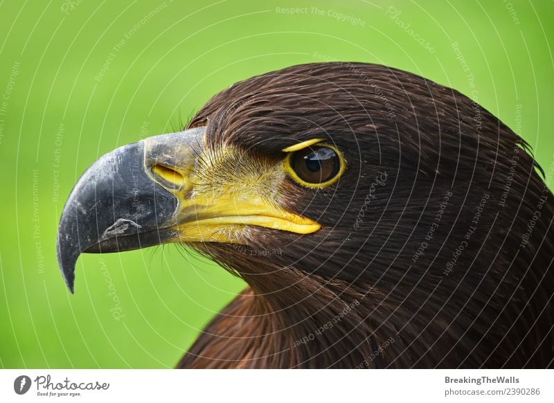 Nahaufnahme des Profilporträts des Steinadlers über Grün Natur Tier Gras Wildtier Vogel Tiergesicht Zoo 1 beobachten dunkel wild braun grün Wachsamkeit Adler
