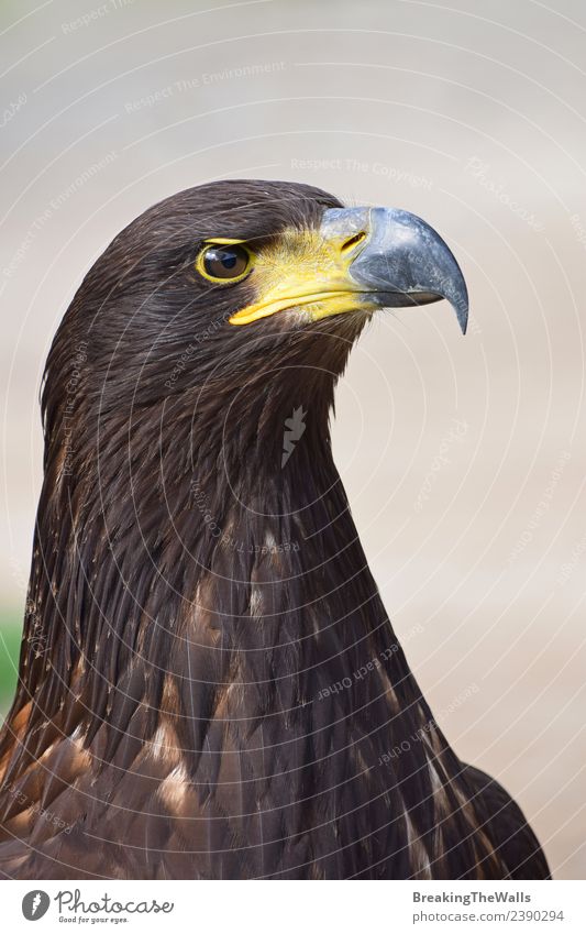 Nahaufnahme des Profilporträts eines Steinadlers Natur Tier Wildtier Vogel Tiergesicht Zoo Adler Adleraugen 1 beobachten dunkel wild braun gold grau Wachsamkeit