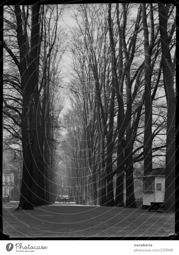 Wintertag Menschengruppe Natur Baum Park Fußgänger Wege & Pfade gehen alt groß historisch schön schwarz weiß Gefühle Stimmung ruhig Nostalgie Vergangenheit