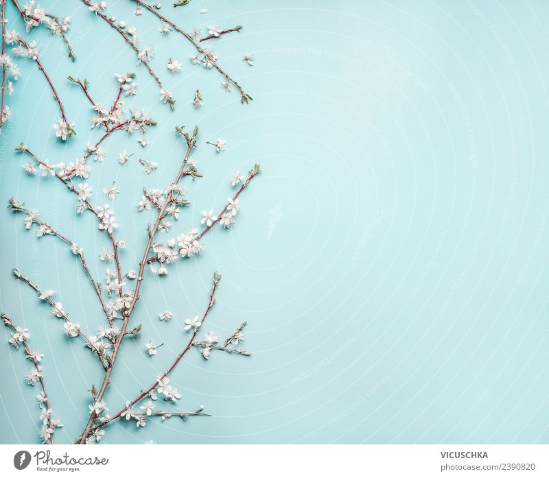 Zarte Frühlingsblüten auf hell blau Hintergrund Stil Design Natur Pflanze Blume Blatt Blüte Dekoration & Verzierung Blumenstrauß Fahne Hintergrundbild Entwurf