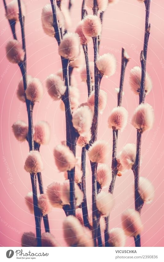 Rosa Weidenkätzchen Stil Design Natur Pflanze Frühling Dekoration & Verzierung Blumenstrauß rosa Symbole & Metaphern Pastellton Farbfoto Nahaufnahme