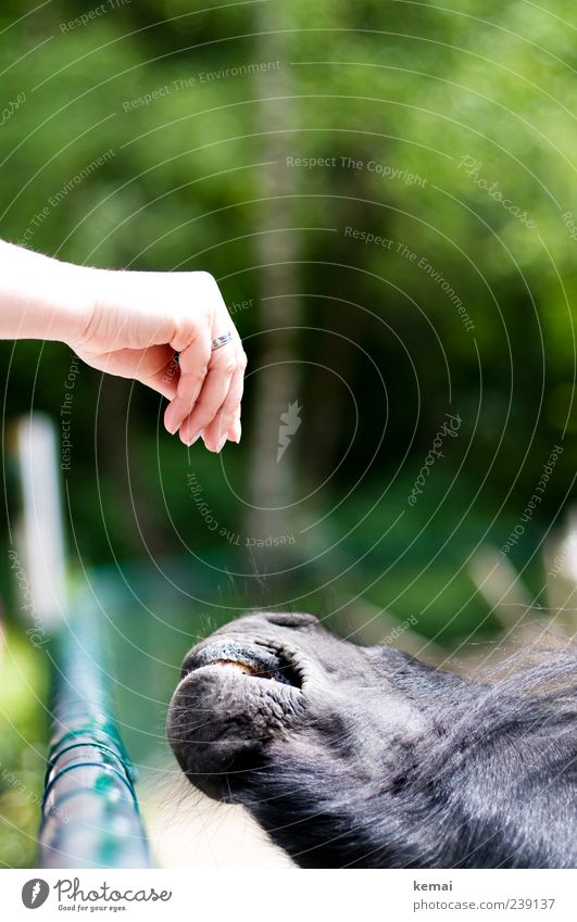 Füttern Hand Finger Natur Park Tier Nutztier Pferd Zoo Streichelzoo Schnauze Kopf 1 Zaun füttern grün Vertrauen Tierliebe Appetit & Hunger Ponys Farbfoto