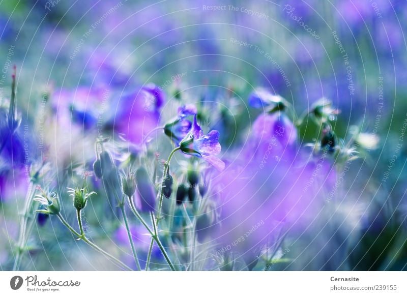 Geranium Sylvaticum Umwelt Natur Pflanze Wassertropfen Sonnenlicht Sommer schlechtes Wetter Regen Blume Blatt Wiese ästhetisch authentisch Duft einfach frisch