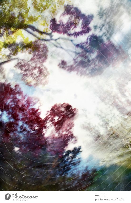 moving focus Natur Baum Sträucher Blatt Zweige u. Äste Park Wald außergewöhnlich exotisch fantastisch bizarr Design Kreativität Kunst Surrealismus Farbfoto