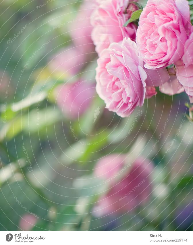 Rosenzeit Pflanze Sommer Blüte Garten authentisch Duft schön rosa Lebensfreude Kletterrose Farbfoto Menschenleer Schwache Tiefenschärfe Textfreiraum unten