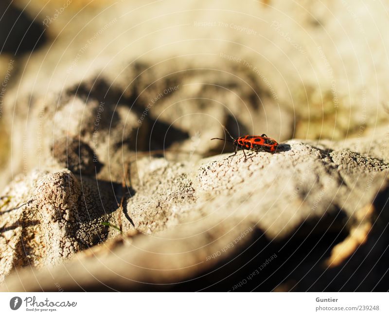 scouting expedition,... Natur Felsen Wildtier Insekt Feuerwanze 1 Tier braun gelb rot schwarz Stein Fühler Außenaufnahme Makroaufnahme Menschenleer