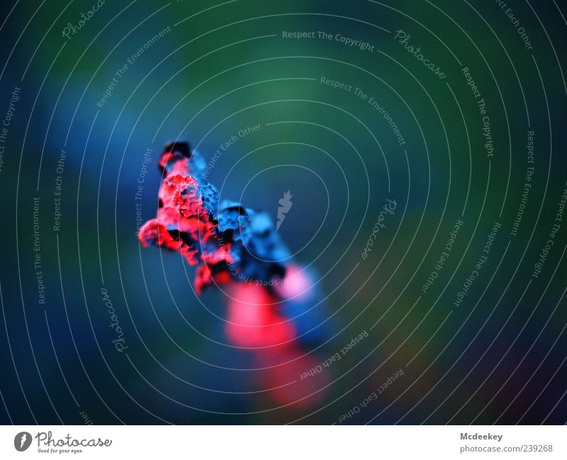 Colorgame Natur Landschaft Pflanze Sommer Baum Wiese Hügel blau mehrfarbig grau grün rosa rot schwarz weiß Farbe morsch Ast Pilz alt abstrakt Naturphänomene