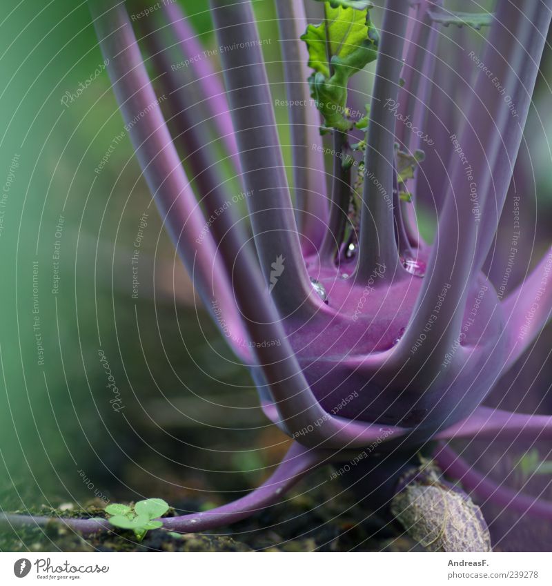 Kohlrabi Lebensmittel Gemüse Ernährung Natur Pflanze Nutzpflanze violett Bioprodukte Farbfoto Nahaufnahme Detailaufnahme Menschenleer Textfreiraum links