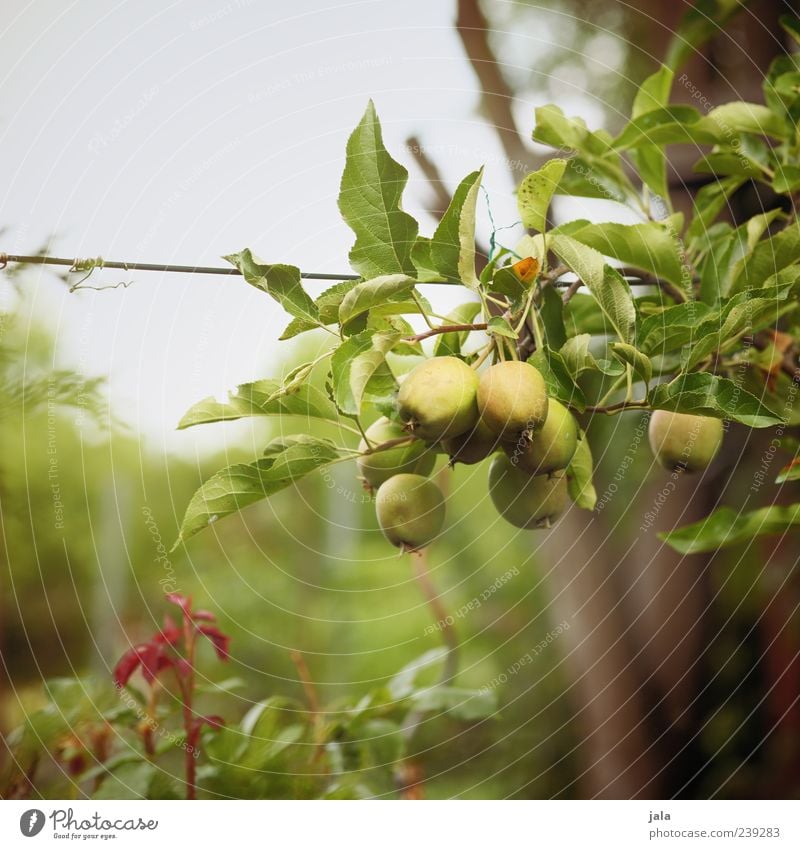 heranreifen Lebensmittel Apfel Bioprodukte Vegetarische Ernährung Natur Pflanze Baum Gras Sträucher Grünpflanze Nutzpflanze Garten lecker Farbfoto Außenaufnahme