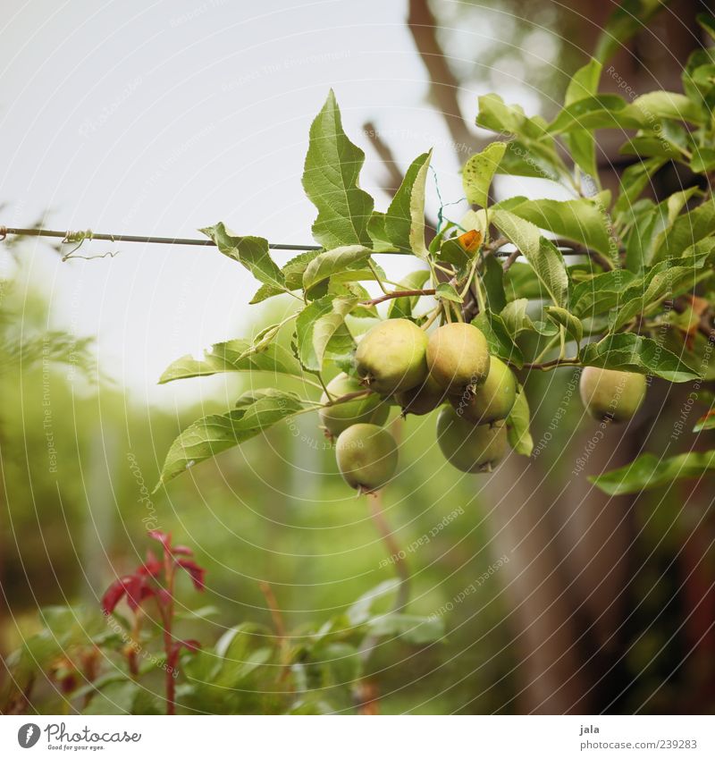 Heranreifen Natur Baum Ein Lizenzfreies Stock Foto Von Photocase