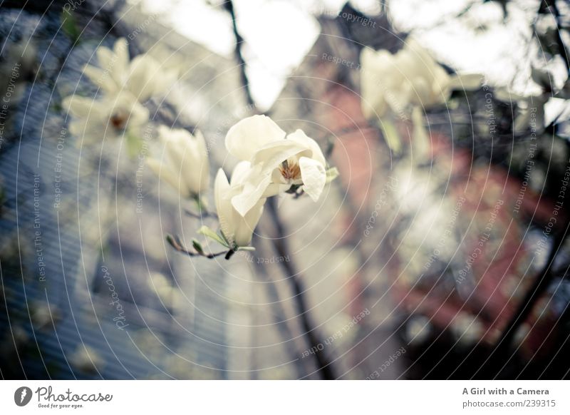 Brooklyn Beauties Frühling Blume Magnoliengewächse Haus Bauwerk Gebäude Blühend Wachstum Außenaufnahme Menschenleer Textfreiraum links Textfreiraum rechts