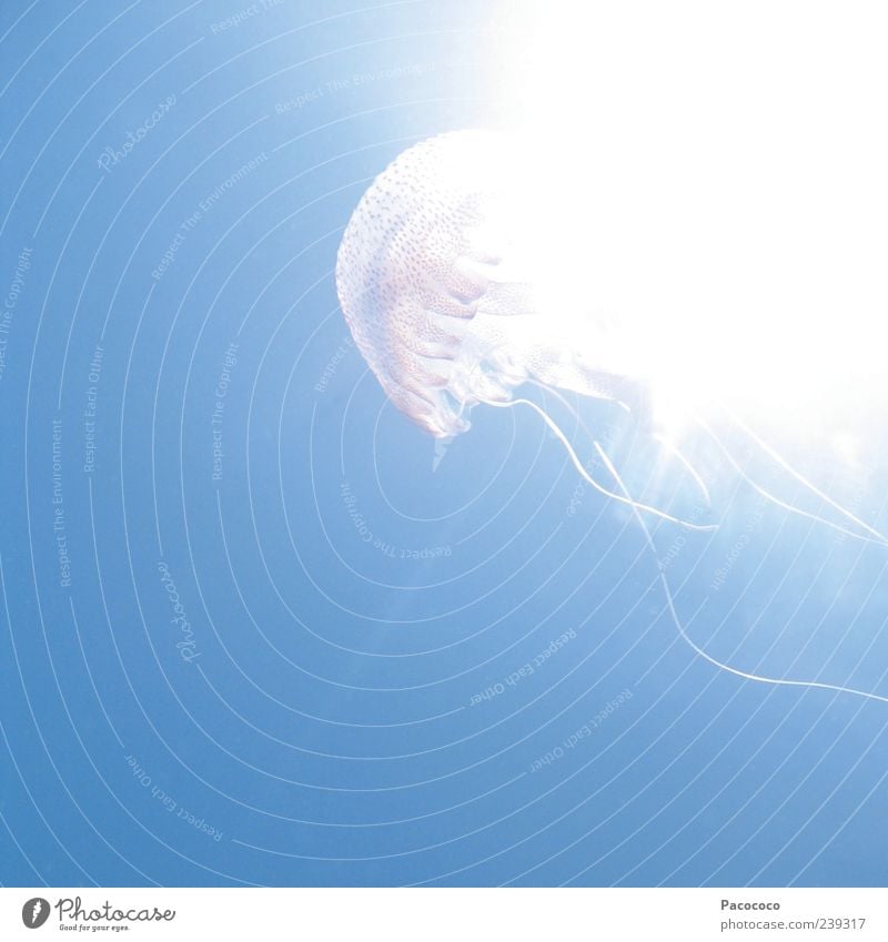 Qualle Natur Wasser Sonnenlicht Meer 1 Tier Schwimmen & Baden ästhetisch fantastisch hell Farbfoto Unterwasseraufnahme Menschenleer Textfreiraum links Licht