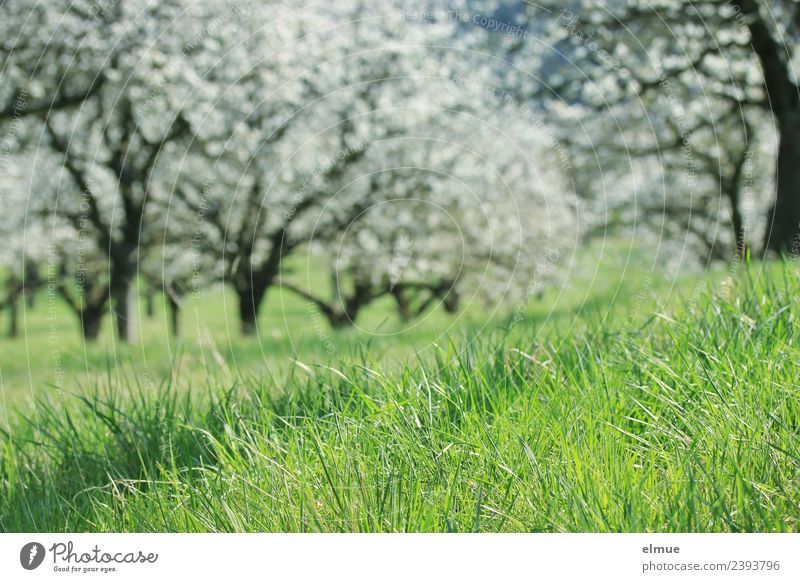 Kirschbaumwiese Umwelt Natur Pflanze Frühling Schönes Wetter Baum Gras Blüte Kirschblüten Obsthain Wiese Blütentraum Blühend Wachstum Freundlichkeit Glück hell