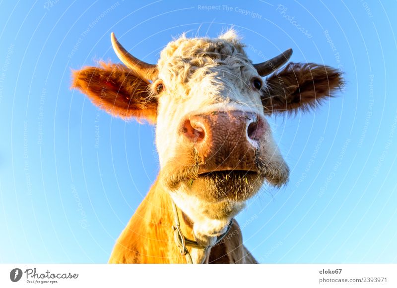 Kuh Sommer Natur ästhetisch Kitsch natürlich schleimig verrückt sportlich portrait of a cow animal farm agriculture beef mammal white cattle head grazing grass
