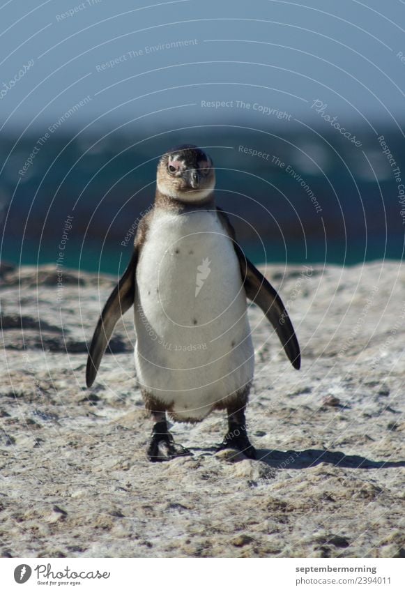 Pinguin Schönes Wetter Meer Tier 1 stehen blau schwarz weiß friedlich Farbfoto Außenaufnahme Nahaufnahme Menschenleer Tag Unschärfe Zentralperspektive