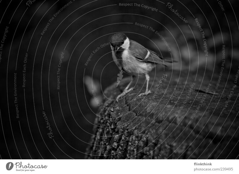 sparrow Wildtier Vogel Spatz 1 Tier Schwarzweißfoto Nahaufnahme Textfreiraum unten Starke Tiefenschärfe Blick Blick in die Kamera Ganzkörperaufnahme