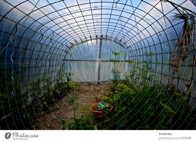 Treibhaus Gemüse Tomate Dill Bioprodukte Himmel Pflanze Nutzpflanze Setzling Garten Gewächshaus Blühend Wachstum blau braun grün Farbfoto mehrfarbig