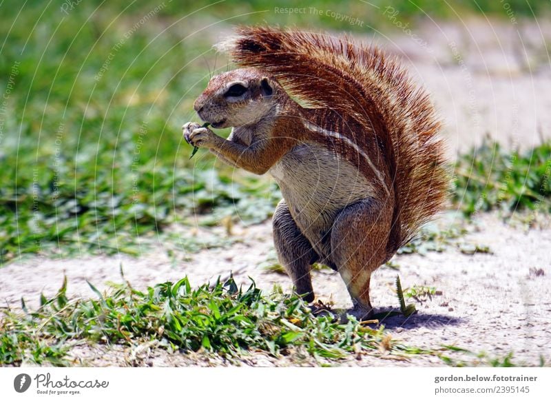 wachsames naschendes Eichhörnchen Natur Landschaft Erde Sommer Gras Stadtrand Menschenleer Tier Wildtier 1 Freude Glück Zufriedenheit Lebensfreude Farbfoto