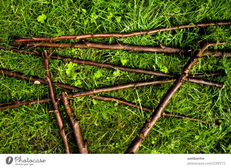 Mikado für Fortgeschrittene Pflanze Wachstum grün Ast Zweig Zweige u. Äste Gras Rasen Wiese Farbfoto mehrfarbig Außenaufnahme Detailaufnahme Menschenleer Tag