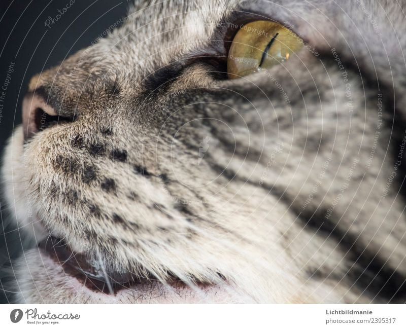 Norwegische Waldkatze Detail Fleisch Körperpflege Behandlung Spielen Jagd Wohnung Umwelt Tier Luft Haustier Katze Tiergesicht Fell Katzenauge Katzennase