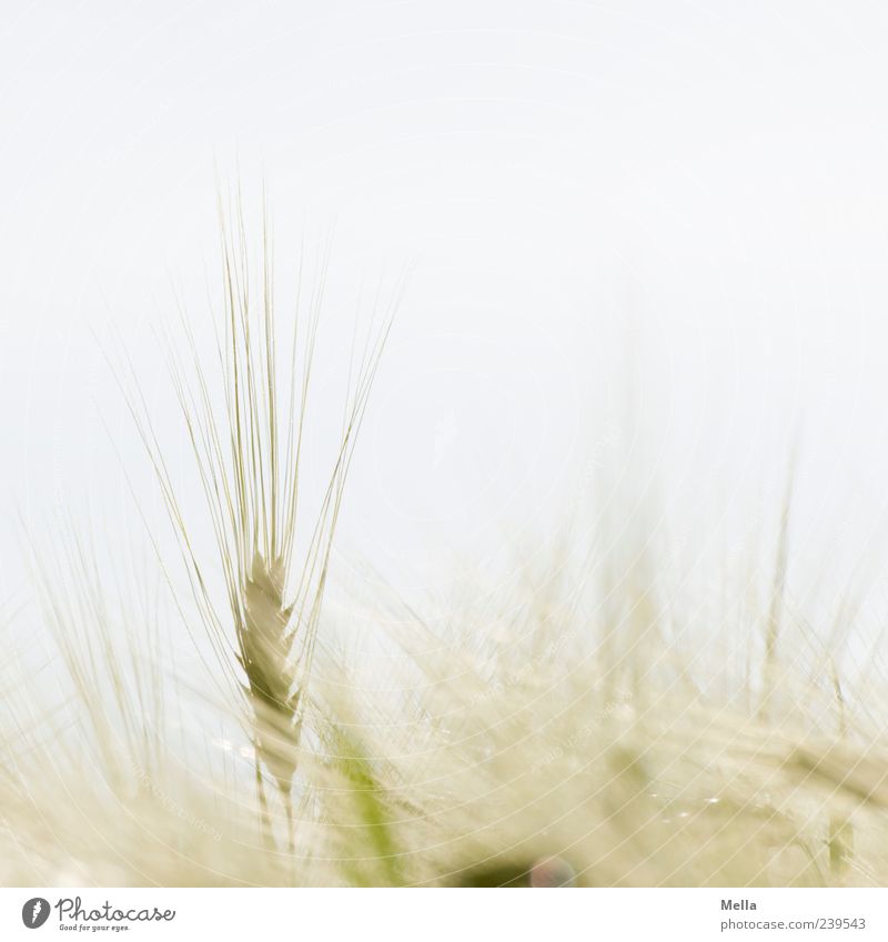 Fast Sommer Umwelt Natur Pflanze Nutzpflanze Getreide Weizen Gerste Feld Wachstum hell natürlich Landwirtschaft Kornfeld herausragen vertikal Farbfoto