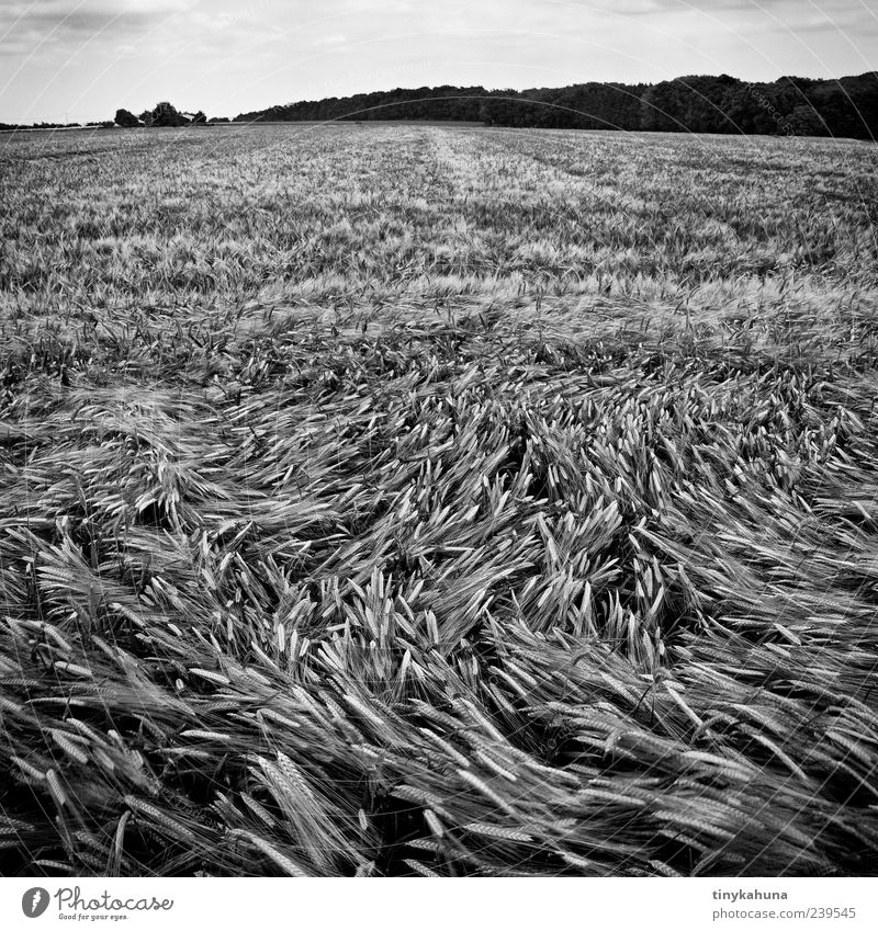 Wirbel Getreide Sommer Monokultur Landschaft Pflanze Nutzpflanze Gerste Feld Wald Gerstenfeld Bewegung Wachstum viele Schwarzweißfoto Außenaufnahme