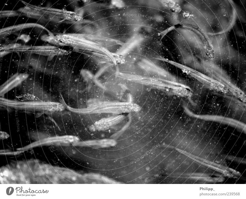 die Brut ... Natur Tier Wasser Fisch Tiergruppe Schwarm Tierjunges Karpfen Brutfisch Futter Bach Fluss Schwarzweißfoto Außenaufnahme Makroaufnahme