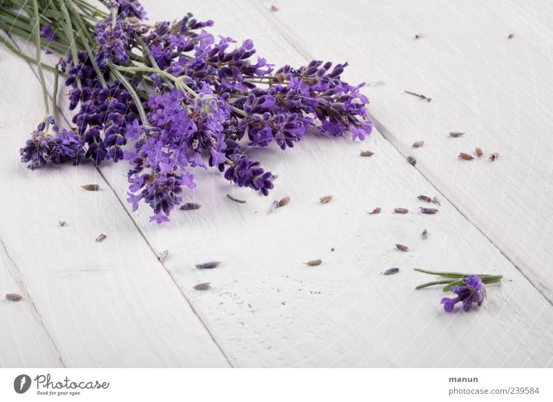 Lavendel Kräuter & Gewürze Heilpflanzen Gesundheit Duft Tisch Holztisch Natur Pflanze Blume Blüte Nutzpflanze Sommerblumen Blütenstiel liegen authentisch frisch