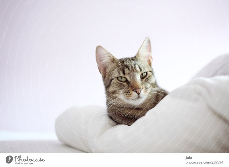 don schnurro Bett Bettdecke Tier Haustier Katze Tiergesicht 1 genießen liegen braun grau weiß selbstbewußt Geborgenheit Sympathie Tierliebe Farbfoto