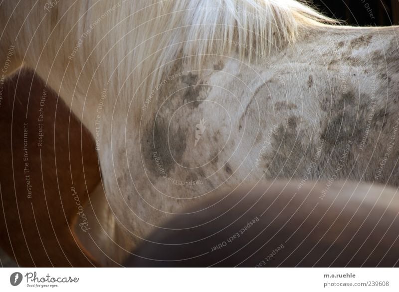 Islandpferde Tier Haustier Pferd 3 ästhetisch schön kuschlig Natur Ponys Mähne weiß Fell Farbfoto Innenaufnahme Muster Strukturen & Formen Menschenleer