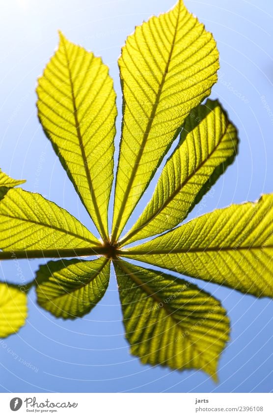 kastanienblatt Pflanze Himmel Frühling Schönes Wetter Blatt ästhetisch frisch hell natürlich grün Natur Kastanienblatt Kastanienbaum Farbfoto Außenaufnahme