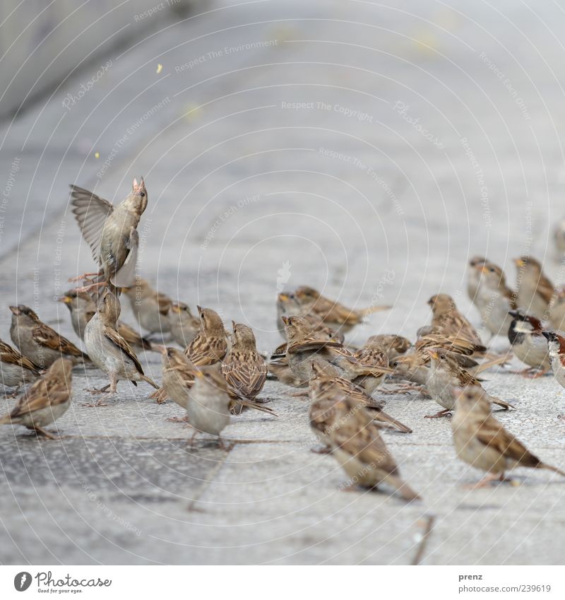 einer versucht es Tier Vogel Tiergruppe fliegen Fressen grau Spatz fliegend Fußweg füttern Flügel Farbfoto Außenaufnahme Menschenleer Tag Schwache Tiefenschärfe