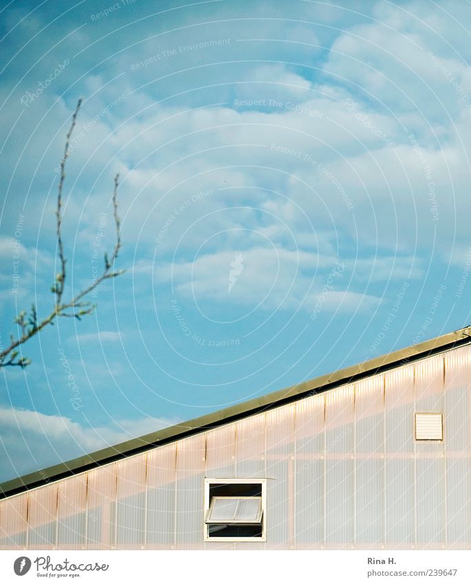 Schönes Wetter Himmel Wolken Haus Gebäude hell blau Fenster Zweige u. Äste Dach Surrealismus Farbfoto Außenaufnahme Menschenleer Textfreiraum rechts