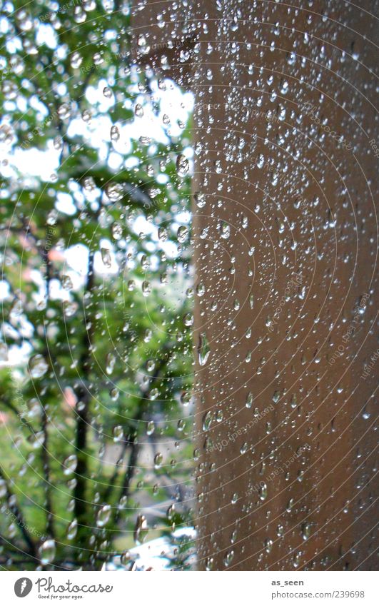 Regentag Wasser Wassertropfen Himmel Sommer Wetter schlechtes Wetter Baum Mauer Wand Fenster Stein Glas Tropfen beobachten träumen warten Flüssigkeit nass braun