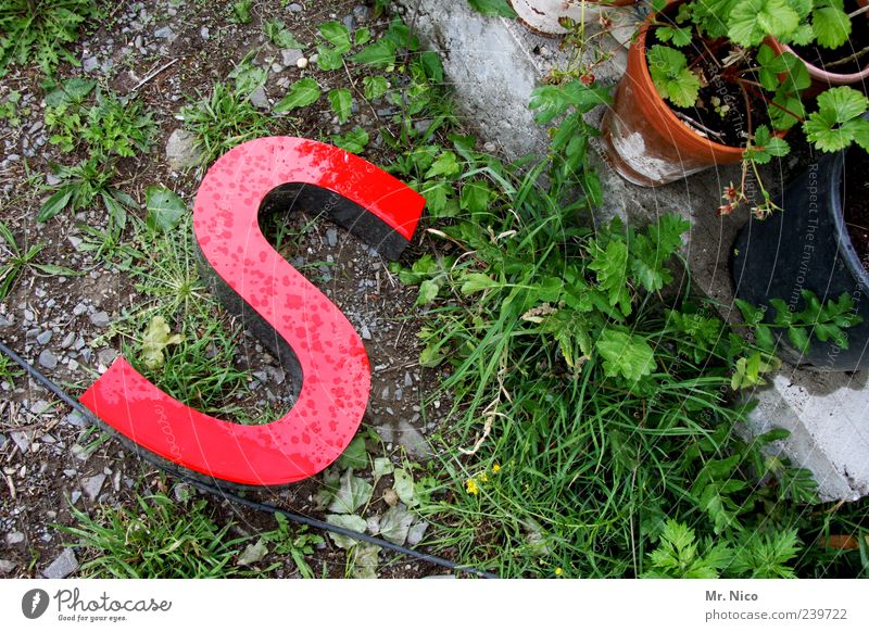 ich kaufe ein S Pflanze Gras Sträucher Garten Zeichen Schriftzeichen rot verloren Unkraut Typographie Wort Tropfen grün Boden wegwerfen Farbfoto Menschenleer