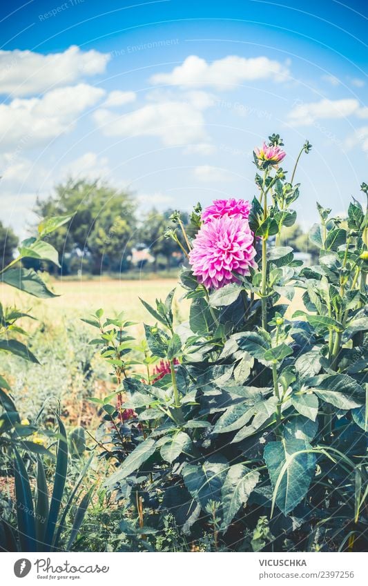 Rosa Dahlien Blumen im Garten Lifestyle Sommer Natur Pflanze rosa Design Farbfoto Außenaufnahme Textfreiraum oben Tag