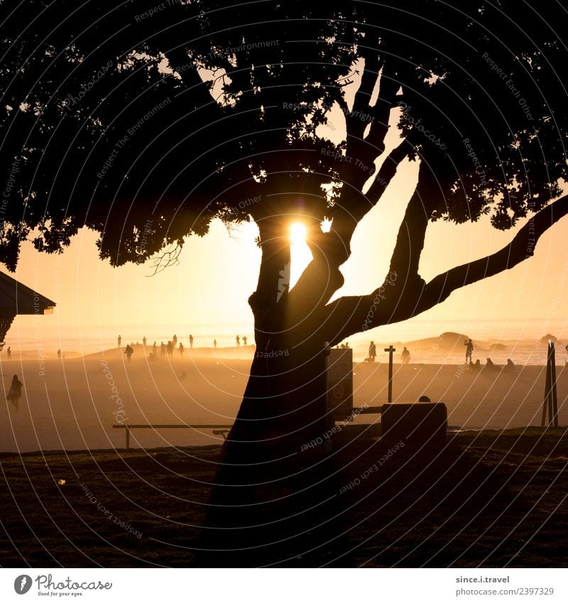 Baumschatten im Sonnenuntergang am Strand in Kapstadt Tourismus Abenteuer Ferne Sommer Natur Landschaft Pflanze Urelemente Sand Luft Wasser Schönes Wetter Küste