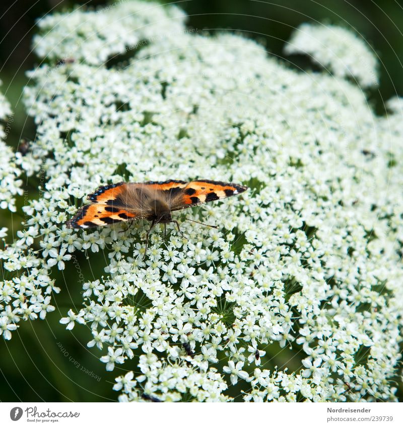 Es ist Sommer Natur Pflanze Tier Wildpflanze Schmetterling 1 Fressen natürlich schön ästhetisch einzigartig Kleiner Fuchs Edelfalter Insekt Flügel Farbfoto