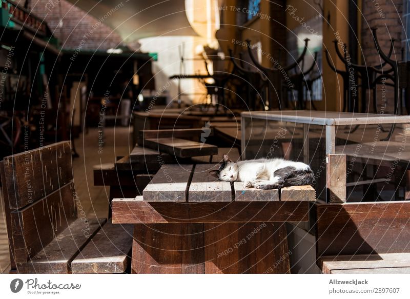 Katze liegt auf dem Tisch einer geschlossenen Bar Kuba Havanna Haustier Hauskatze Sonnenbad liegen schlafen Halbschlaf Erholung Pause ausruhend Holztisch