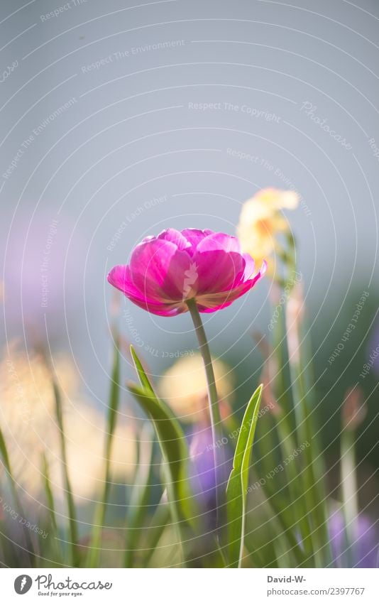 pinkes Blümchen Kunst Künstler Gemälde Umwelt Natur Pflanze Luft Himmel Frühling Sommer Klima Blume Tulpe Blüte Grünpflanze Garten Park Wiese Blühend verblüht