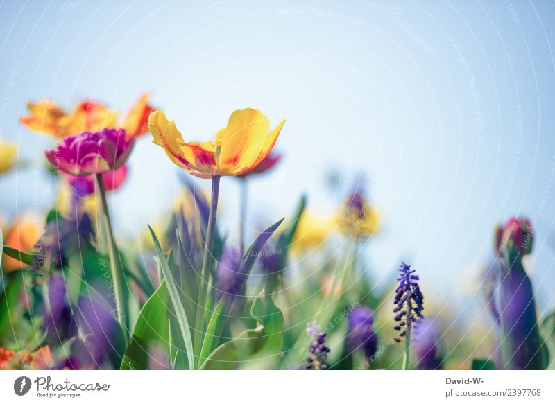 Blumenvielfalt Gesundheit Allergie Leben Zufriedenheit Sinnesorgane ruhig Umwelt Natur Landschaft Pflanze Sonne Frühling Sommer Klima Klimawandel Wetter