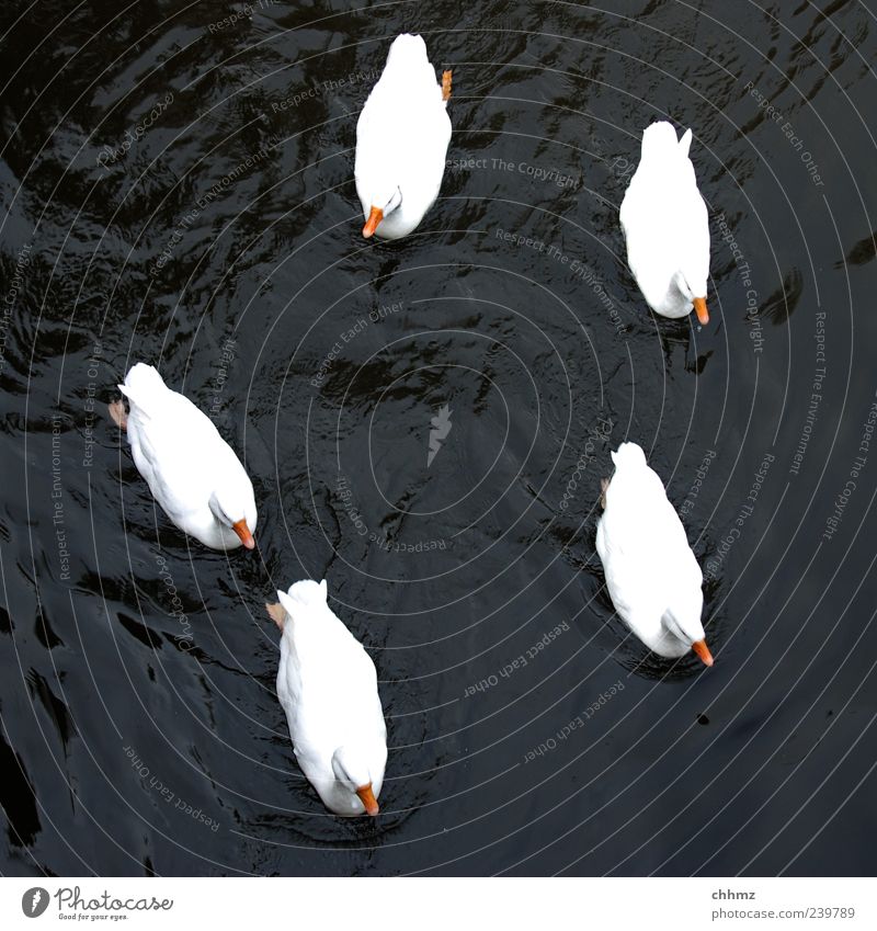 Fünf Freunde Tier Wasser Teich See Fluss Vogel Ente Entenvögel Tiergruppe Schwimmen & Baden schön schwarz weiß Zusammensein Zusammenhalt Im Wasser treiben 5