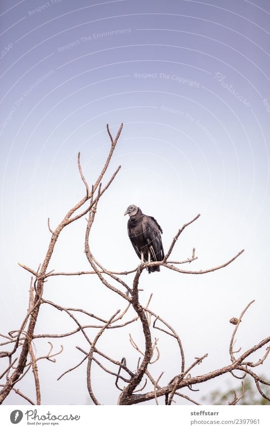 Amerikanischer Mönchsgeier Coragyps atratus Natur Tier Baum Park Teich Wildtier Vogel 1 sitzen warten blau schwarz Tod Geier Coragyps Atratus Aasfresser