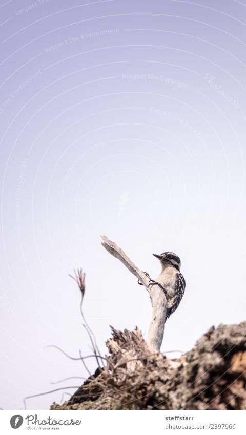 Daunenspecht Picoides pubescens Frau Erwachsene Natur Baum Tier Wildtier Vogel 1 blau schwarz weiß Specht Florida Kleinspecht Wildvogel Tierwelt Sumpf Farbfoto